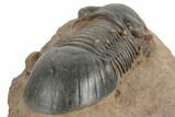 Paralejurus Trilobite With Microfossils - Lghaft, Morocco #193673-4